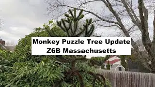 Обновление Monkey Puzzle Tree в зоне 6b Массачусетса