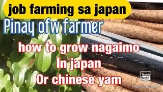 HOW TO GROW NAGAIMO OR CHINESE YAM IN JAPAN/Japanese best veggie for all seasons