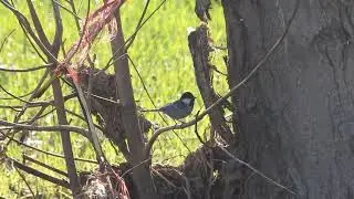 Asian Tit foraging under a bark.