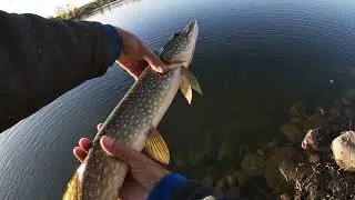 fall time Hungry Pike #fishing#pike