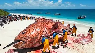 Catching an Entire School of Groupers with Longlines &mdash; Deep-Sea Fishing Documentary