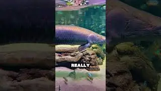 The Fish With Bulletproof Scales🤯