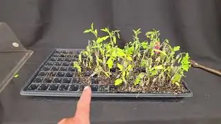 Final Thoughts on Tomato Grafting: What I've learned to do and not do