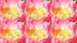 Пион травянистый - Корал Суприм ( Paeonia Coral SUPREME)