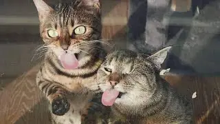 Funny animals for a cheerful mood # 32 | Funniest Animals Fails