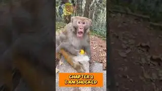 Funny Videos : Monkey Gets Food Thrown Straight Into Its Mouth &mdash; Shocked Reaction! 🤯🐵 || #shorts