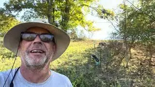 Homestead Day 51: meeting to plan infrastructure. Goats are amazing clearing the paddock 10/17/24