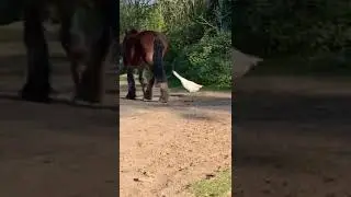 Goose Passes Out After A Horse Hit Him Hard#animals #shorts