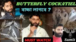 Cockatiel Breeding Guidelines | Must Watch | @AB Birds and Dog lovers ||