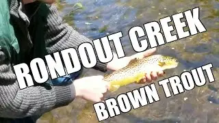 Evan's Rondout Creek Brown Trout