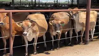 Dairy farms reduce climate impact with methane digesters, but communities worry about expansion