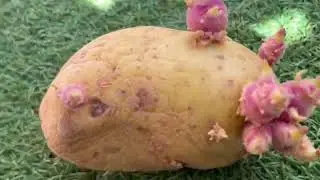 Grow Potatoes Like a Pro 🥔 | What No One Tells You About Planting Potatoes from A to Z!