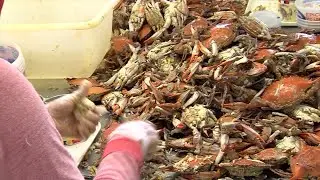 75th National Hard Crab Derby