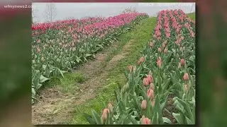 Scammers target Kernersville tulip farm: 2WTK