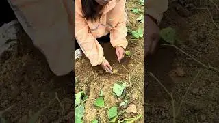 Just Like When You Dug Up Someone&rsquo;s Sweet Potatoes as a Kid