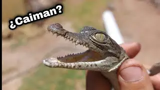 Mi Primer CAIMAN como Mascota?