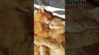#2024 #tiktok #котики #обнимашки #тикток #животные #лп