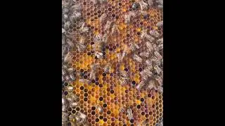 Pollen Frame