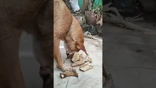 The funniest animals Fun with cats and dogs 2024 Pets Studio