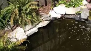 Serenity Water Features