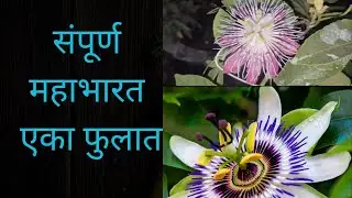  संपूर्ण महाभारत एका फुलात | कृष्ण कमळाची संपूर्ण माहिती| how to grow Krishna Kamal