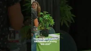 Cannabis can be JUICED?! Yasmine Egozi explains the benefits of Cannabis &ldquo;big leaf&rdquo;