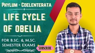 Life Cycle of Obelia | Phylum - Coelenterata | 