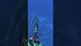 Spearfishing BIG dogtooth tuna stone shot &ldquo;Gymnosarda unicolor&rdquo;