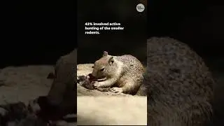 California ground squirrels show carnivorous behavior, new study finds | USA TODAY