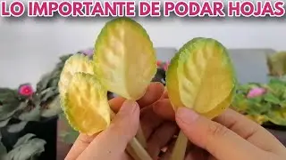 la importancia de podar  las hojas de las violetas africanas