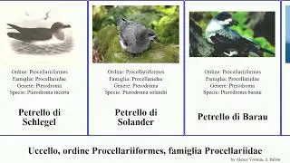 Uccello, ordine Procellariiformes, famiglia Procellariidae petrello berta delle prione bird della