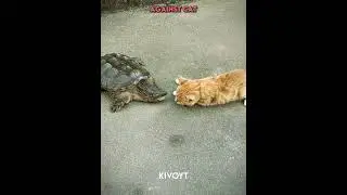 Turtle Reflex VS Cat #edit #cat #usa #newyork