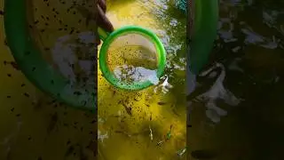 🙂Free live feed for our guppies #guppyvalarthalmalayalam #guppy #guppyfish