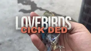 LOVE BIRDS CHICK EXPIRE  HO GAY || lovebird ka chickS Ko HAND FEED KARVA DE part # 02