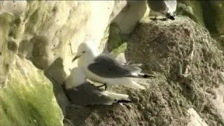 Kittiwakes on Seaford Head in 2007
