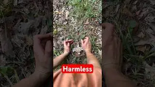 Coyote traps explained in 60 seconds.