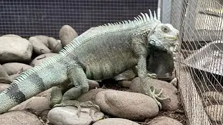 PINDAH KANDANG IGUANA TOGREEN AUTO KEREN!