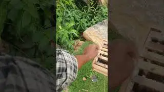 Honey Bee Box for Farmers: Simple Setup & High Profit