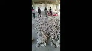 صرخة مربي دواجن ربنا يعوض عليك ياريت اللي يشاهد الفيديو يهتم ويواقب تطورات التربيه الحديثة
