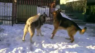 Siberian Husky versus German Shepherd