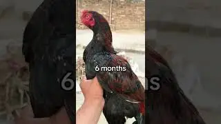 Aseel patha transfermation day 1 to 1.5 year