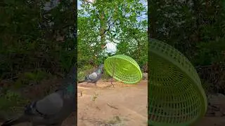 DIY Bird Trap Using Basket #youtubeshorts