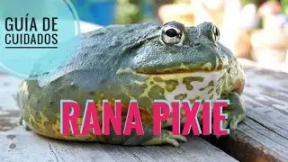 Esta rana pesa 2 kg!! Rana Pixie/toro africana Guía de cuidados