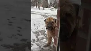 8 month old Soft-Coated Wheaten Terrier puppy dog playing in the snow melt #dog #wheatenterrier