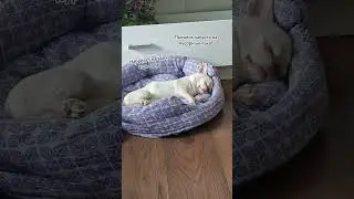 Маленький и миленький чертеныш😅 #собака #pets #dogs #собаки #чихуахуа #chihuahuafanclub #chihuahua