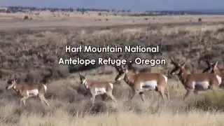BHA Boots-on-the-ground:  Hart Mountain Antelope Refuge