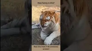😂Tiger sneezes! The funniest sneeze ever! Funny TikTok Compilation. #Tiger #funny #sneezes #shorts