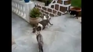 Cat gangbang !!!!