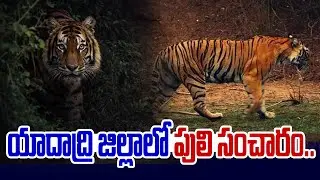 యాదాద్రి జిల్లాలో  పులి సంచారం..| Tiger sighting in Yadadri district ||99tv