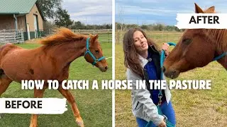 How to Catch Your Horse in the Pasture 